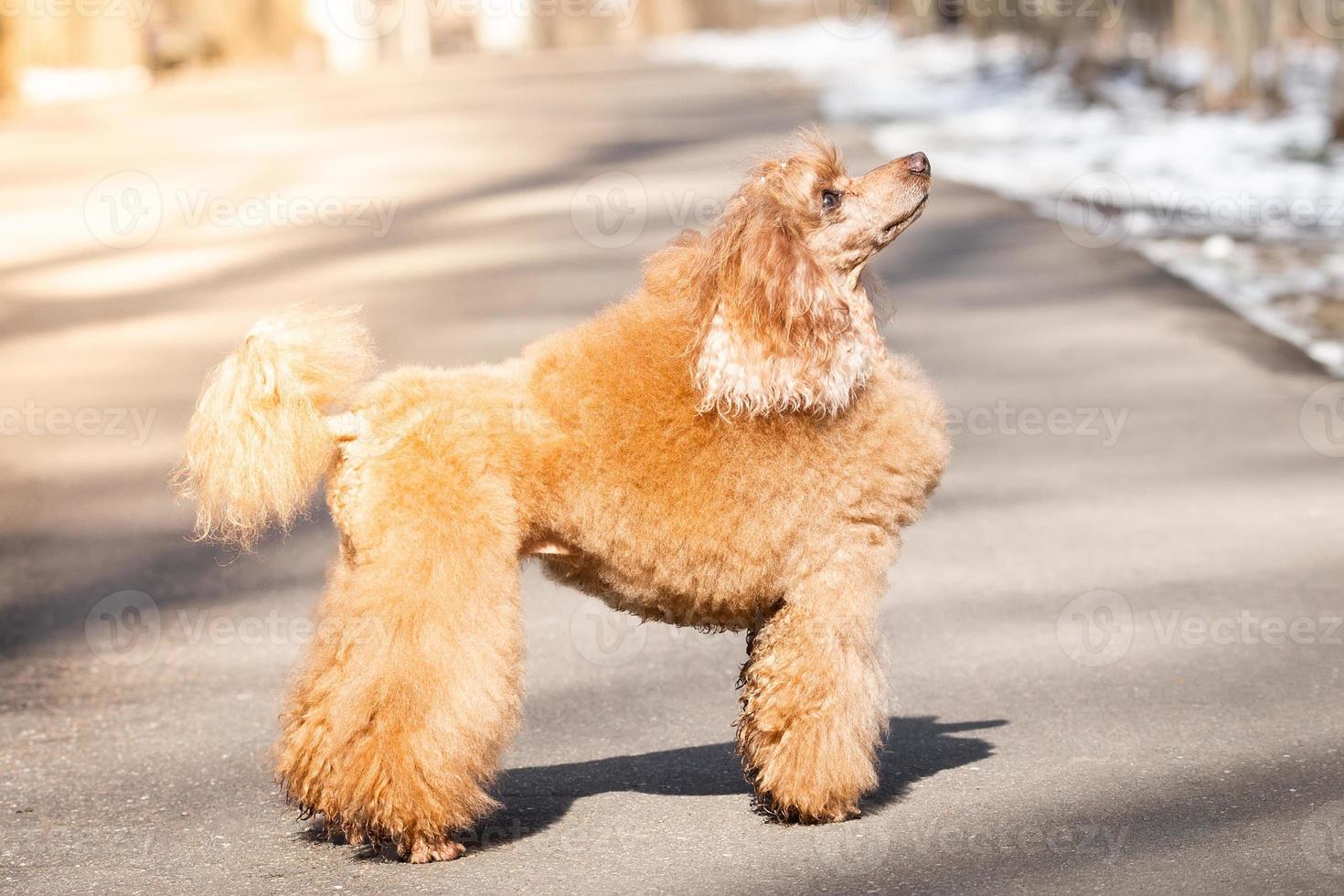 Poodle dog in the Park photo