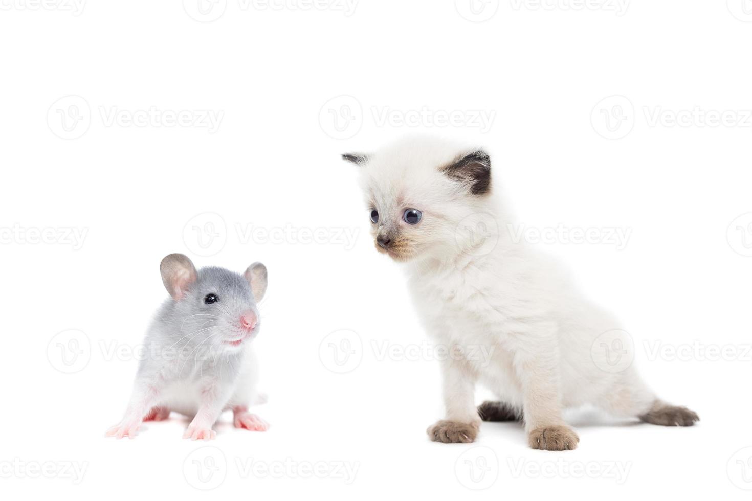 animals on isolated background photo