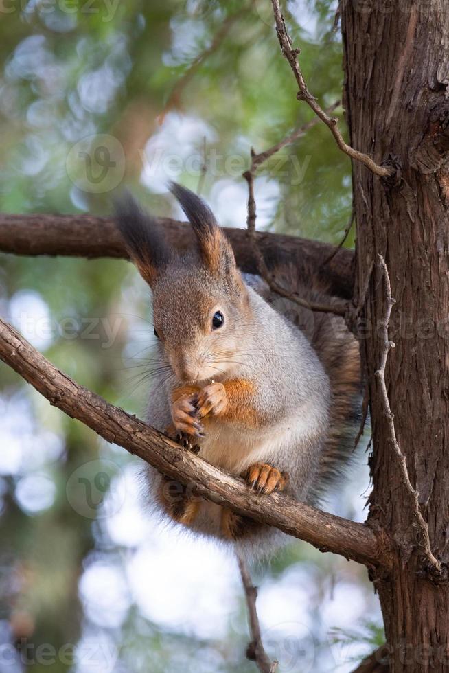 Squirrel in the autumn park photo