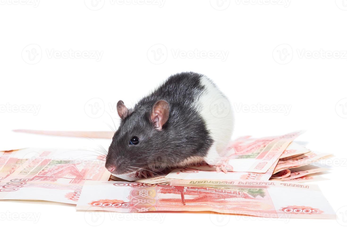 Rat with money photo