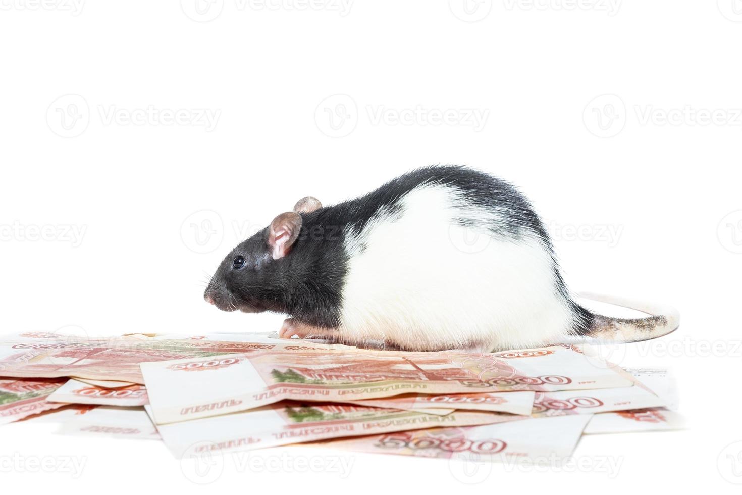 Rat with money photo