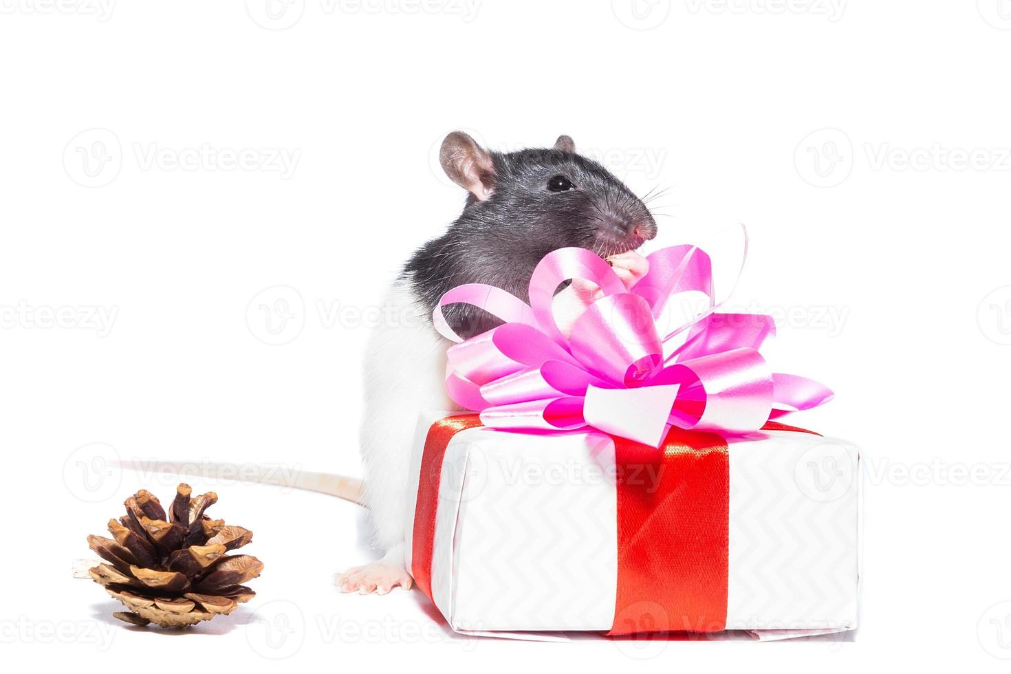 rat on white background photo