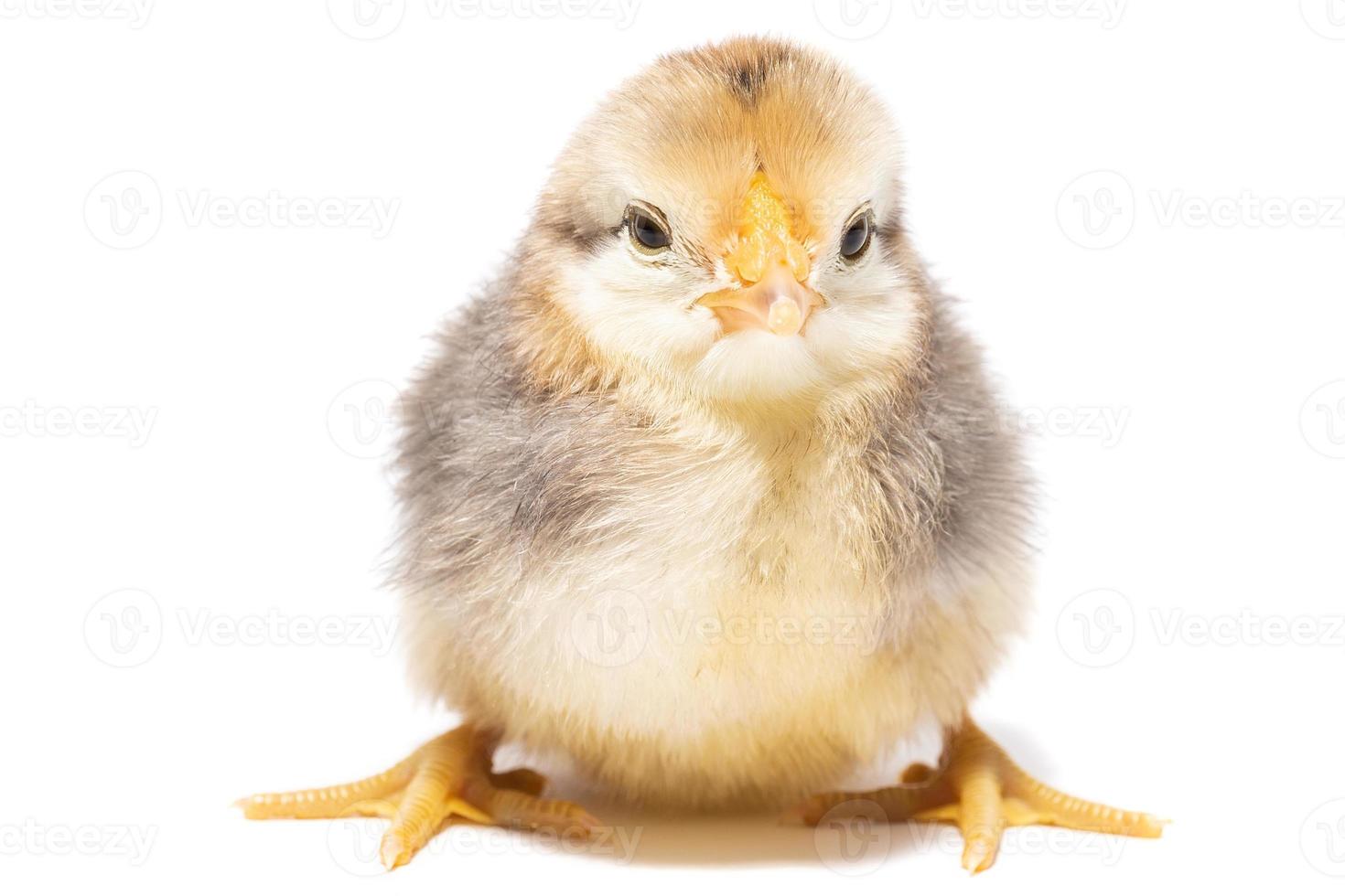 chicken egg on white background photo