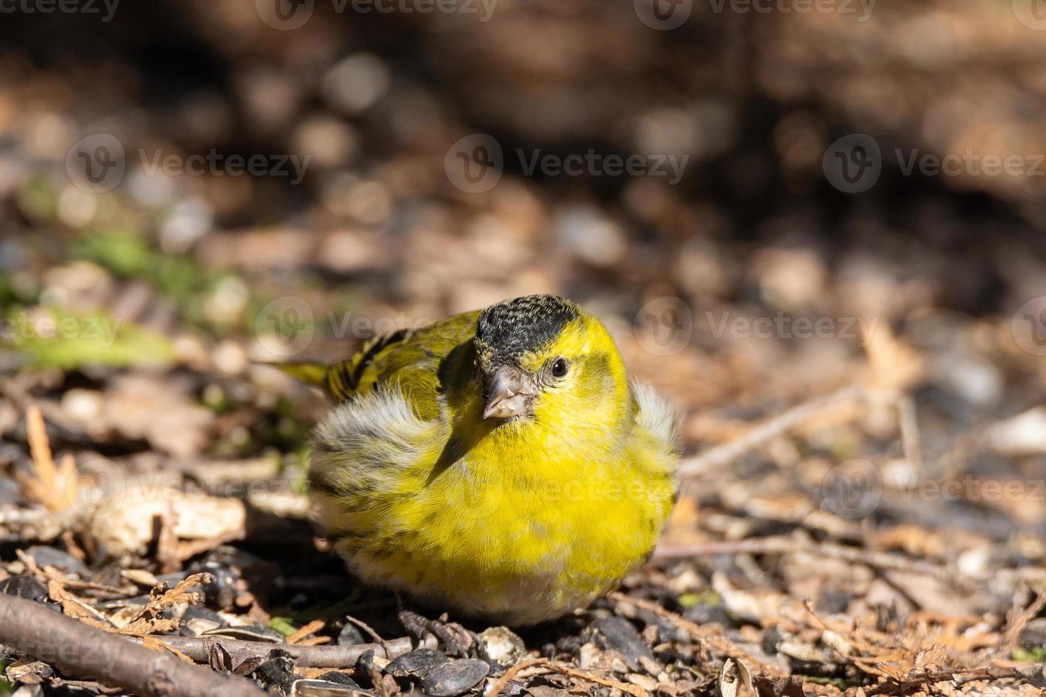 Siskin euroasiático en el suelo foto