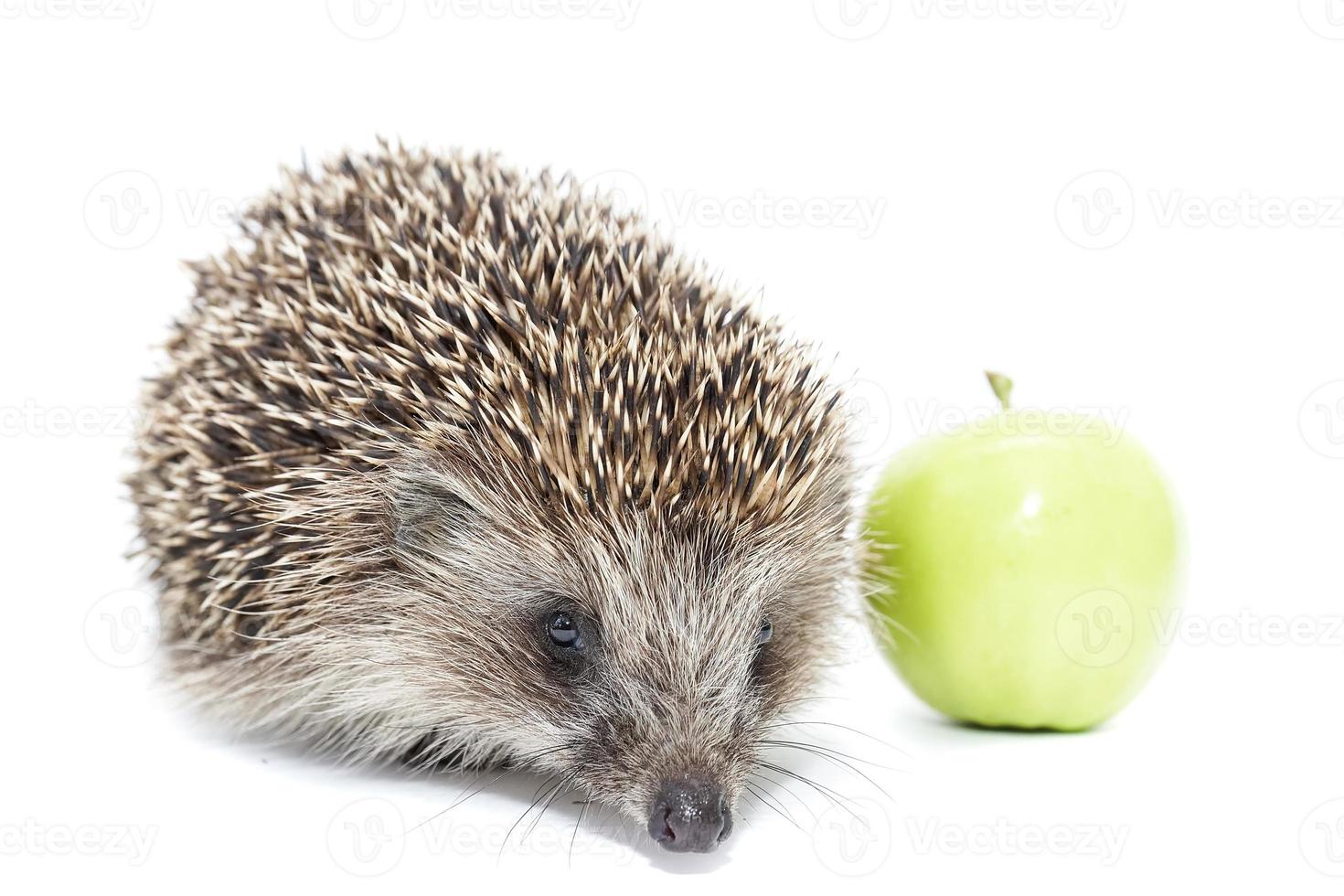 hedgehog and Apple photo