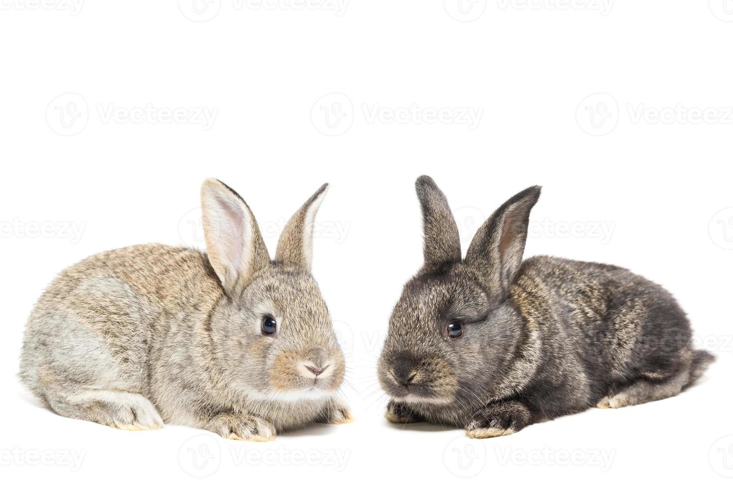 rabbit on white background. photo