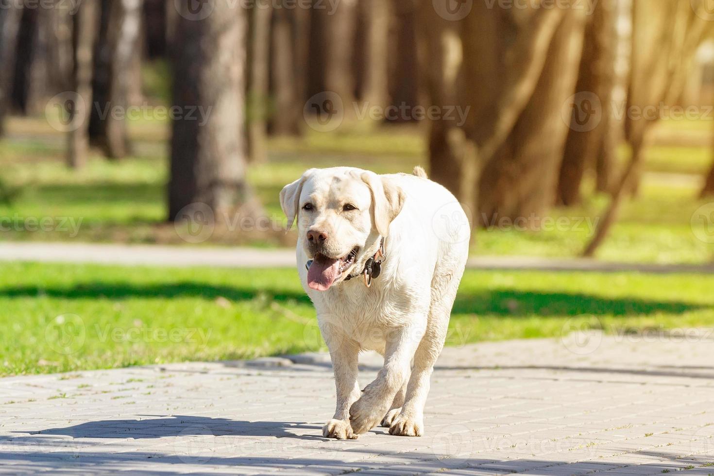 labrador retriever dog with ball photo