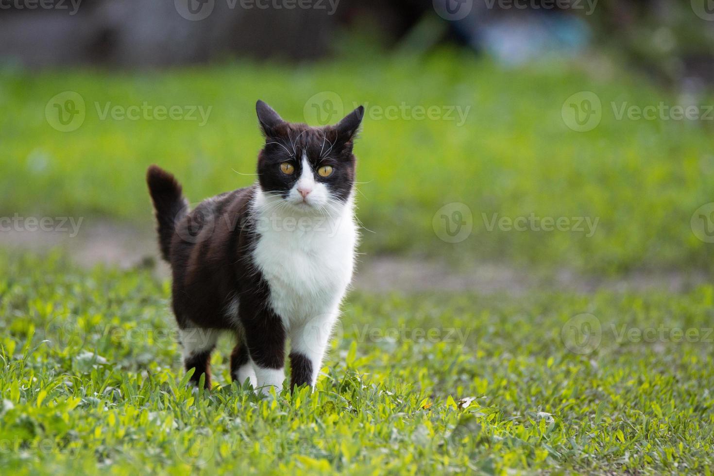 Black and white cat photo