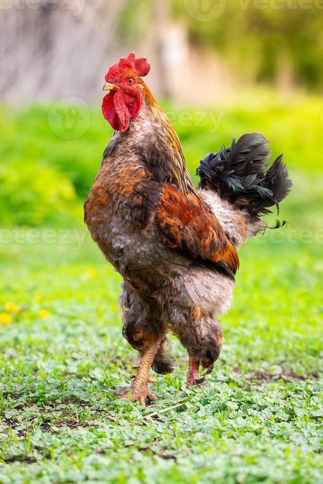 gallo en la hierba. foto