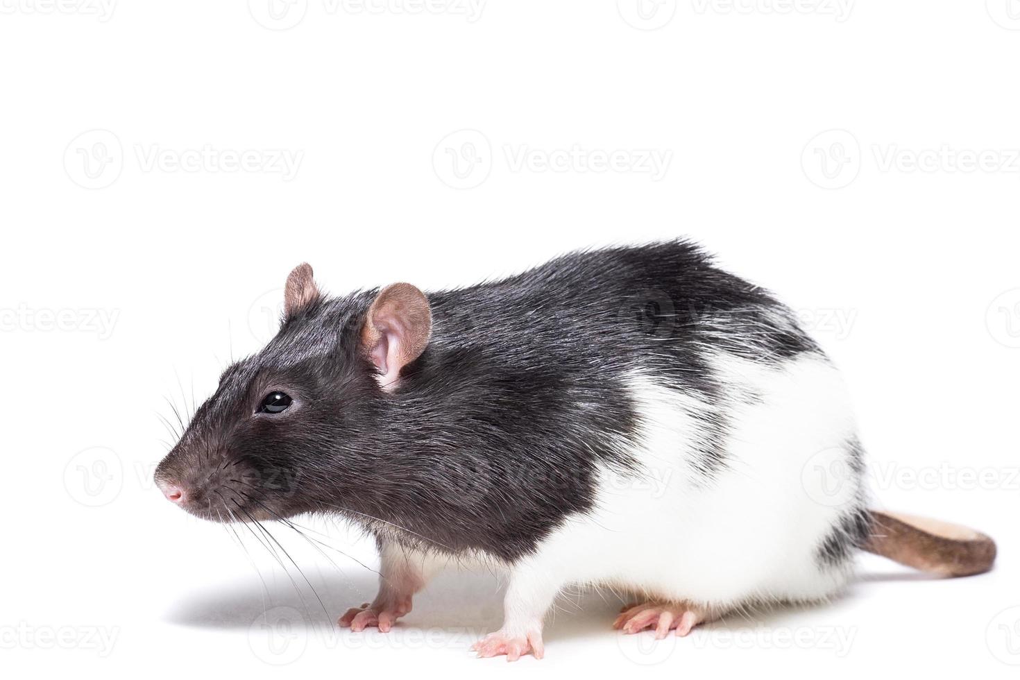rat isolated on white background photo