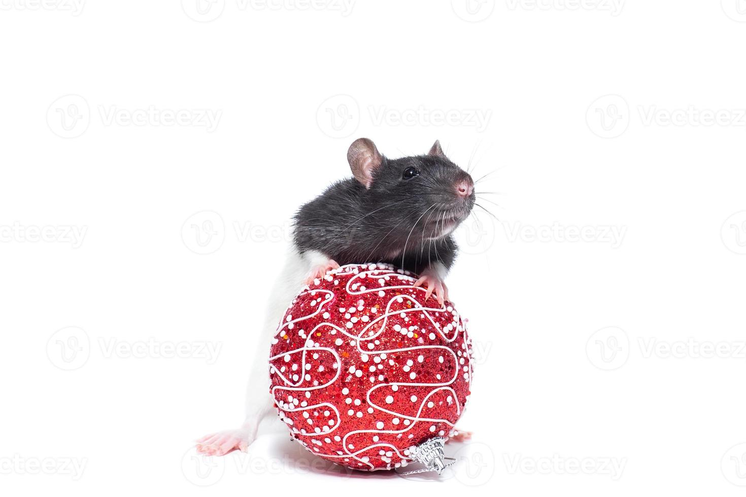 Rat on white background photo