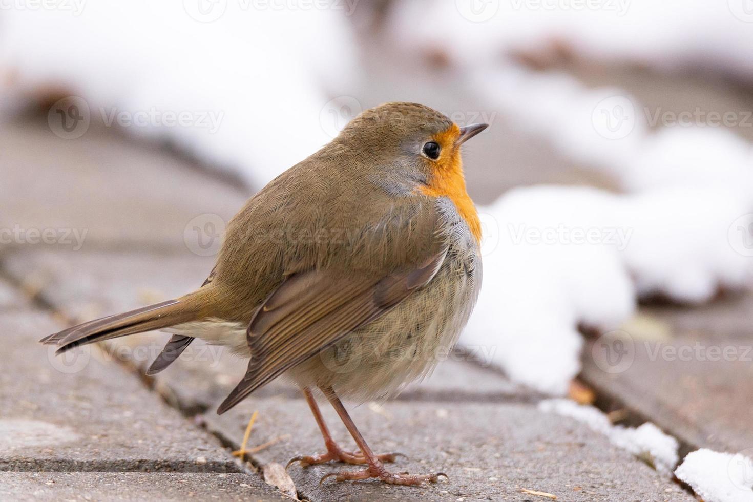 Robin red breast snow scene photo