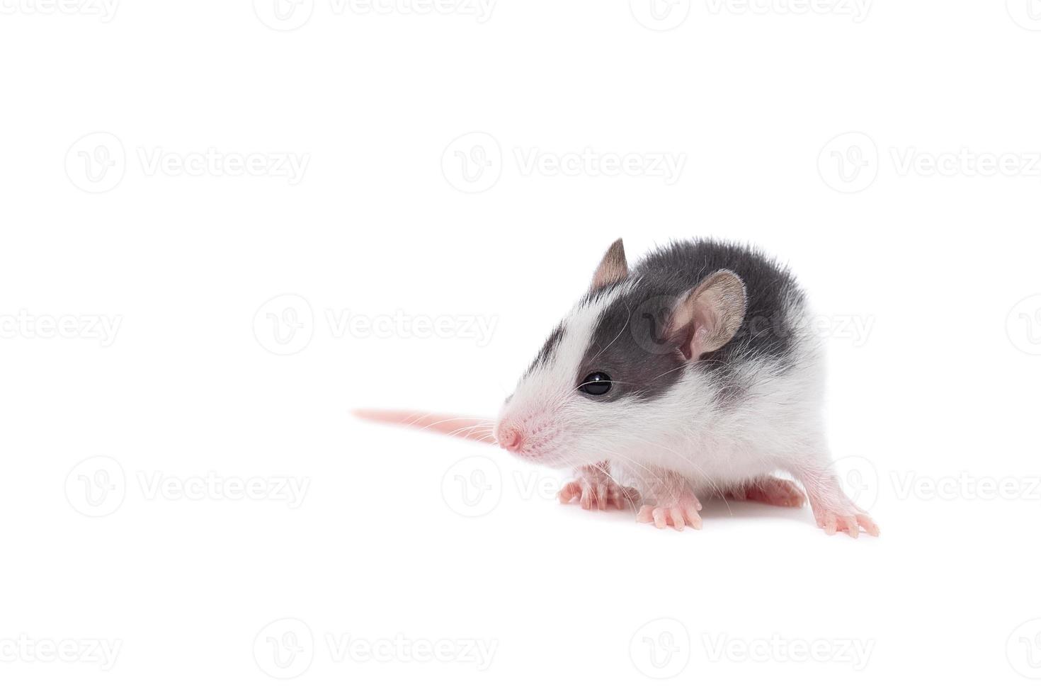 rat on white background photo