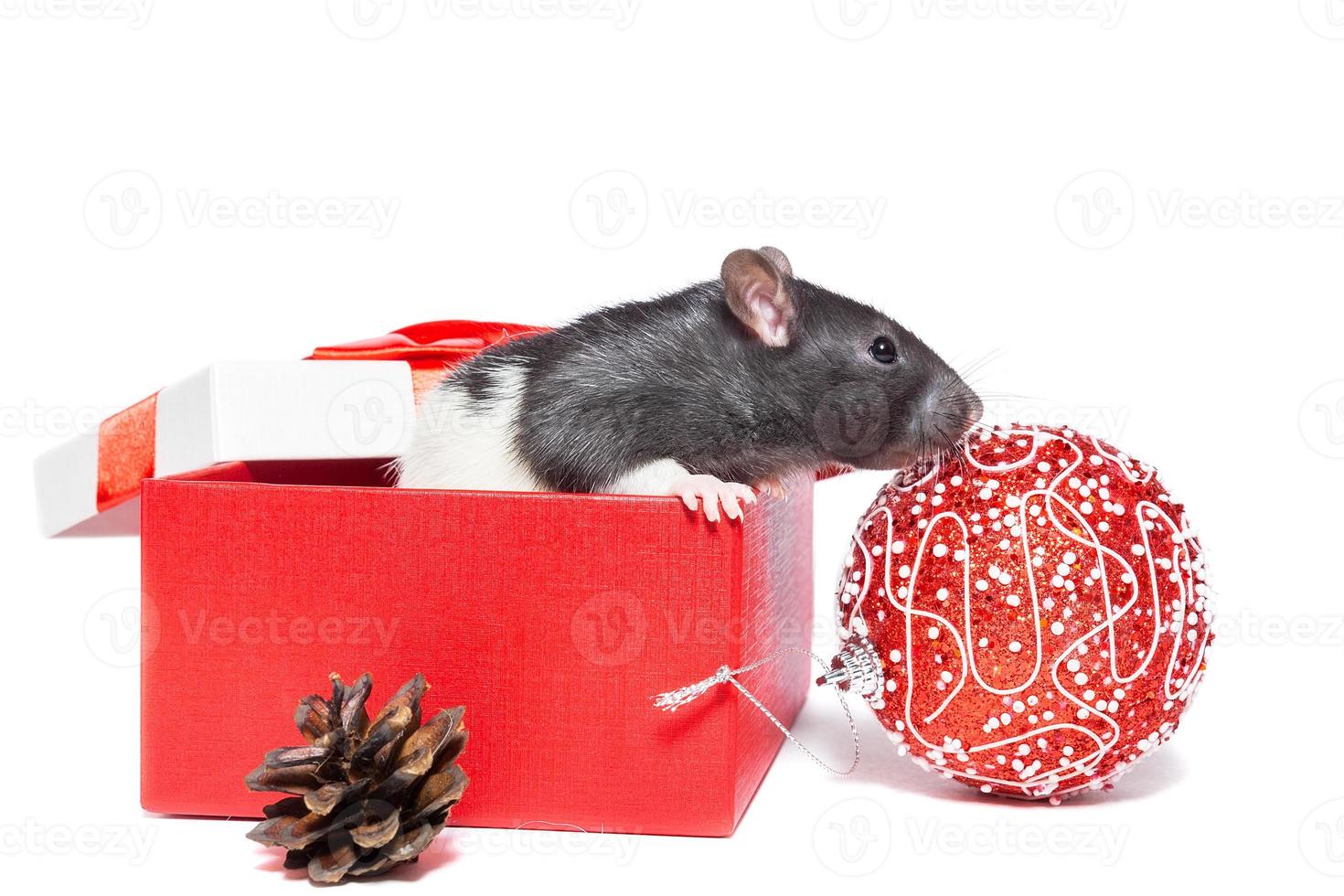 Rat on white background photo