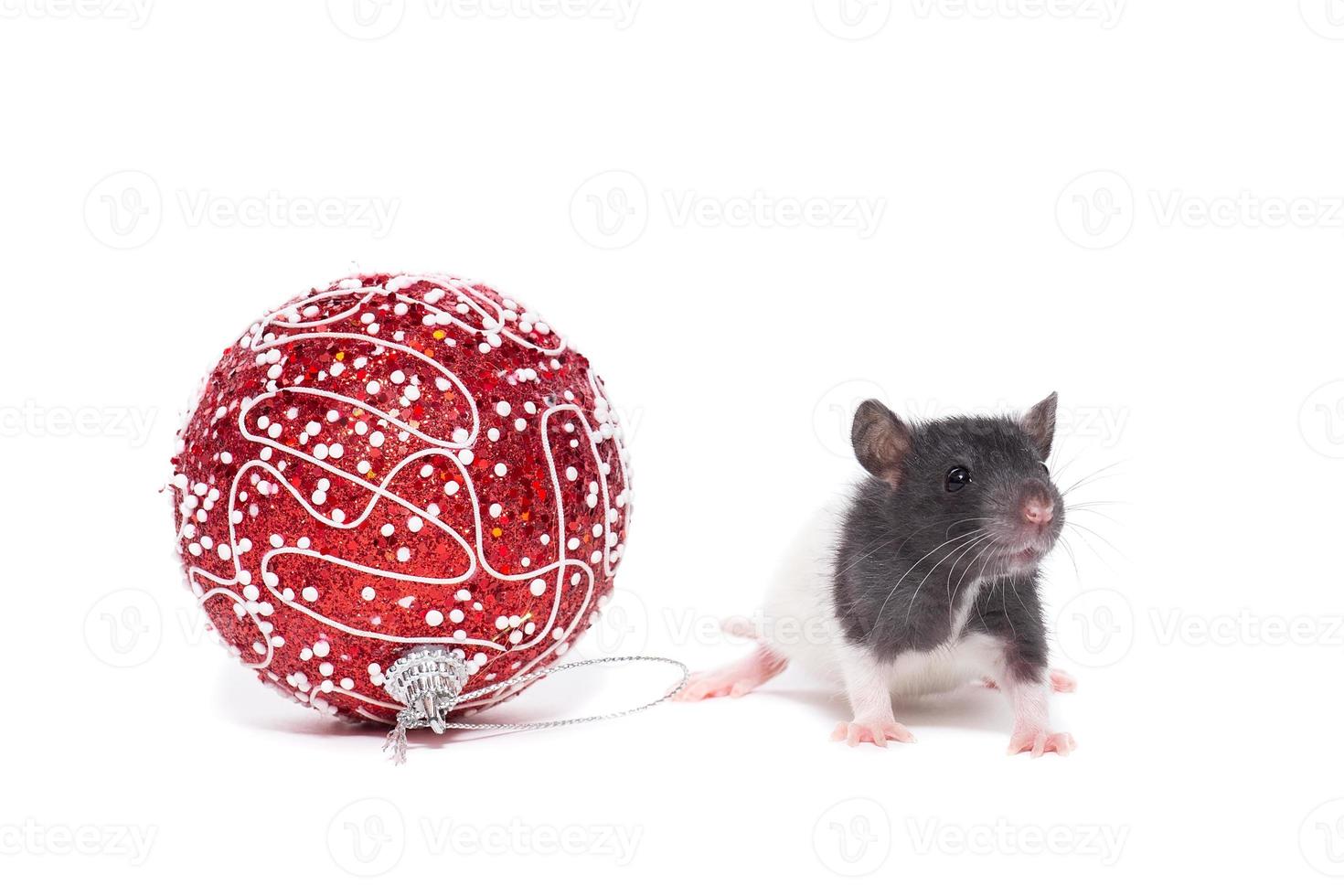 Rat on white background photo