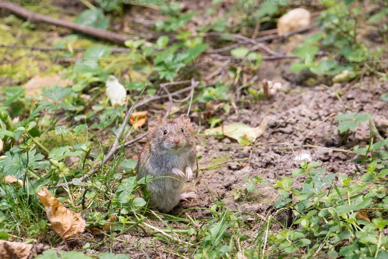 The striped field mouse photo