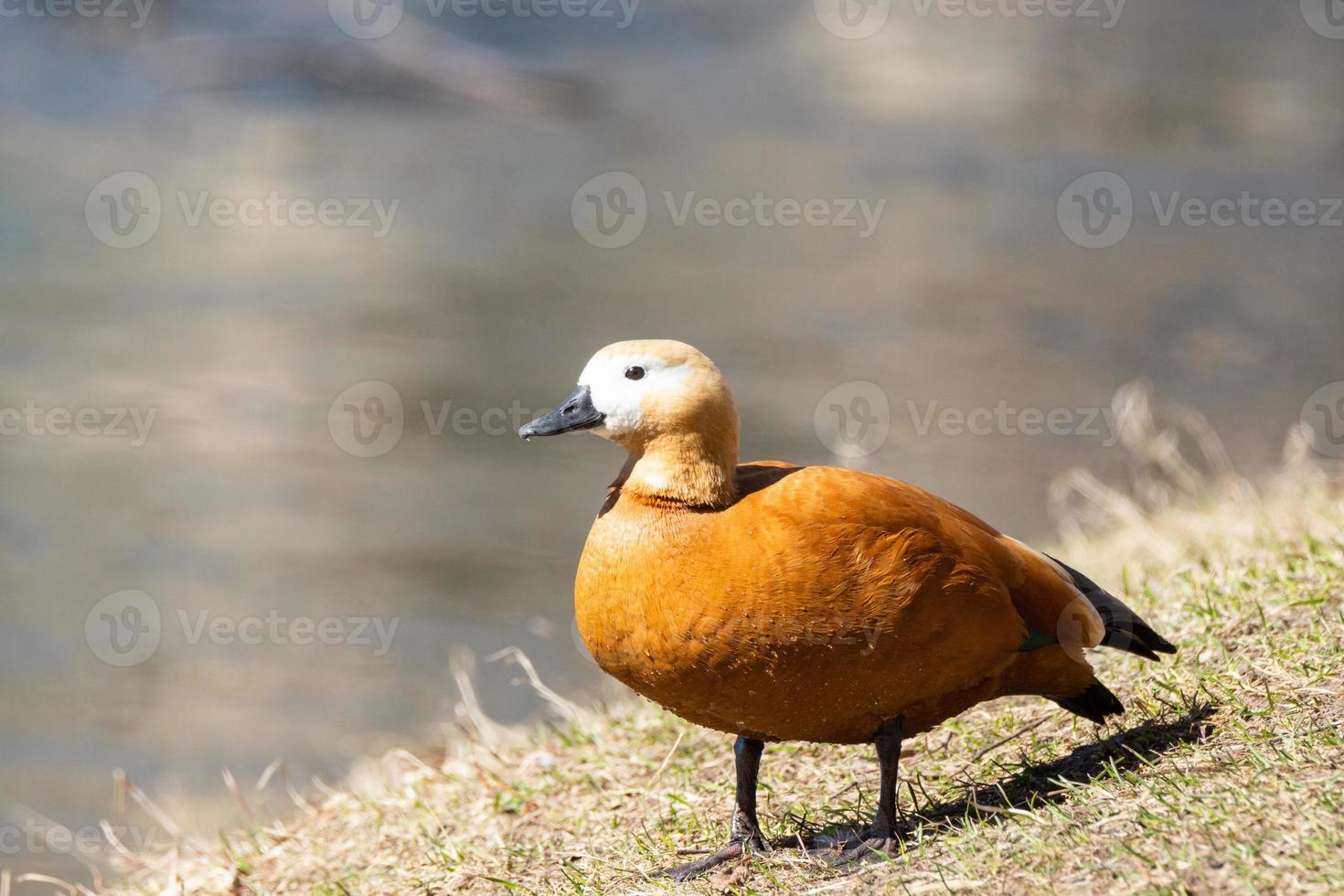 Duck on the shore photo