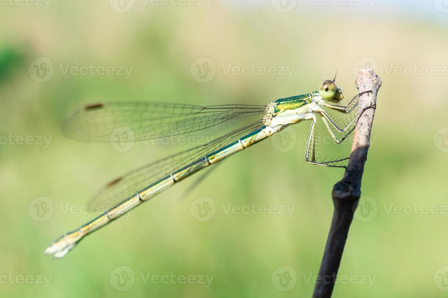 Dragonfly on a stick photo