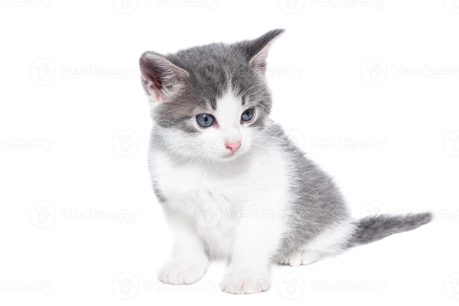 kitten on a white background. 13465107 Stock Photo at Vecteezy