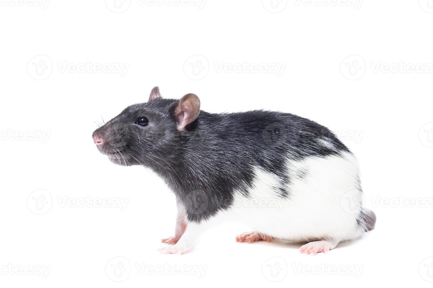 rat on white background photo