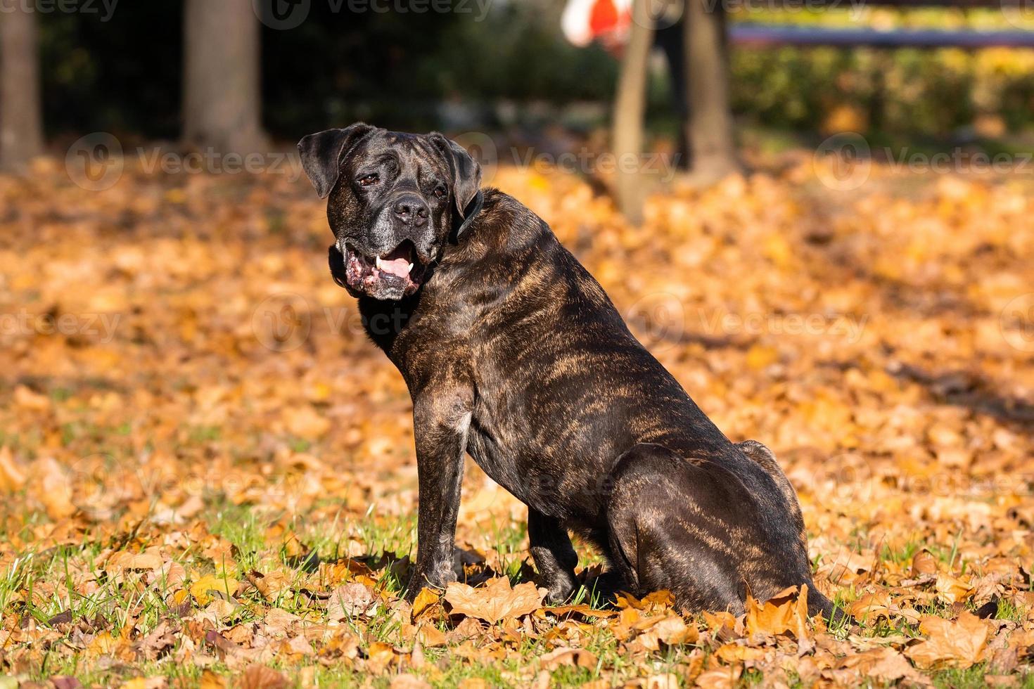 perro cane corso foto