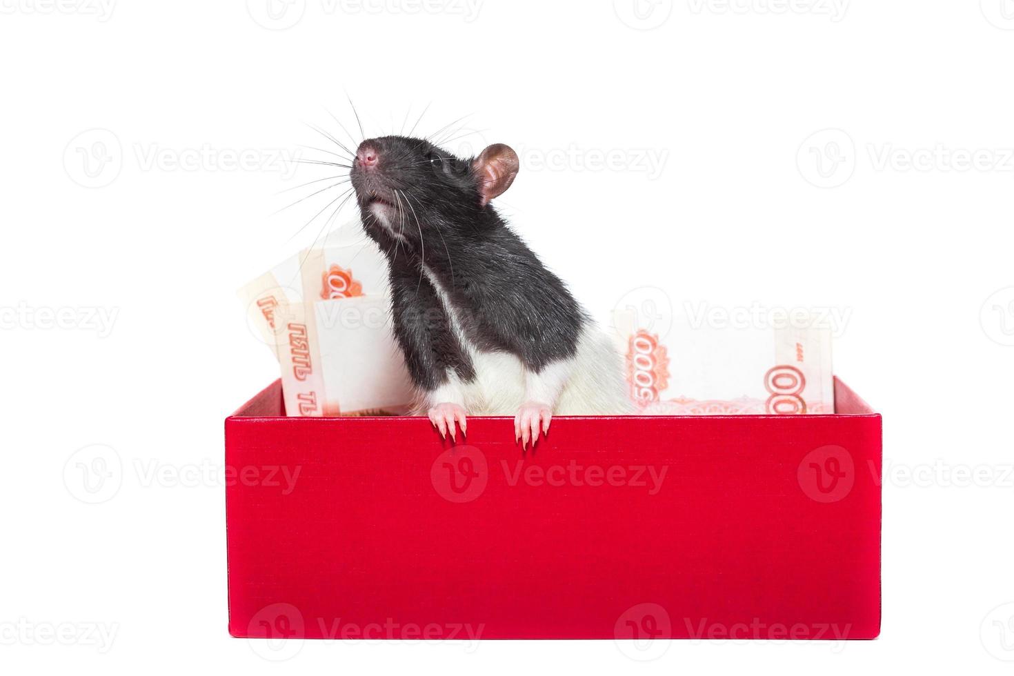 Rat with money photo