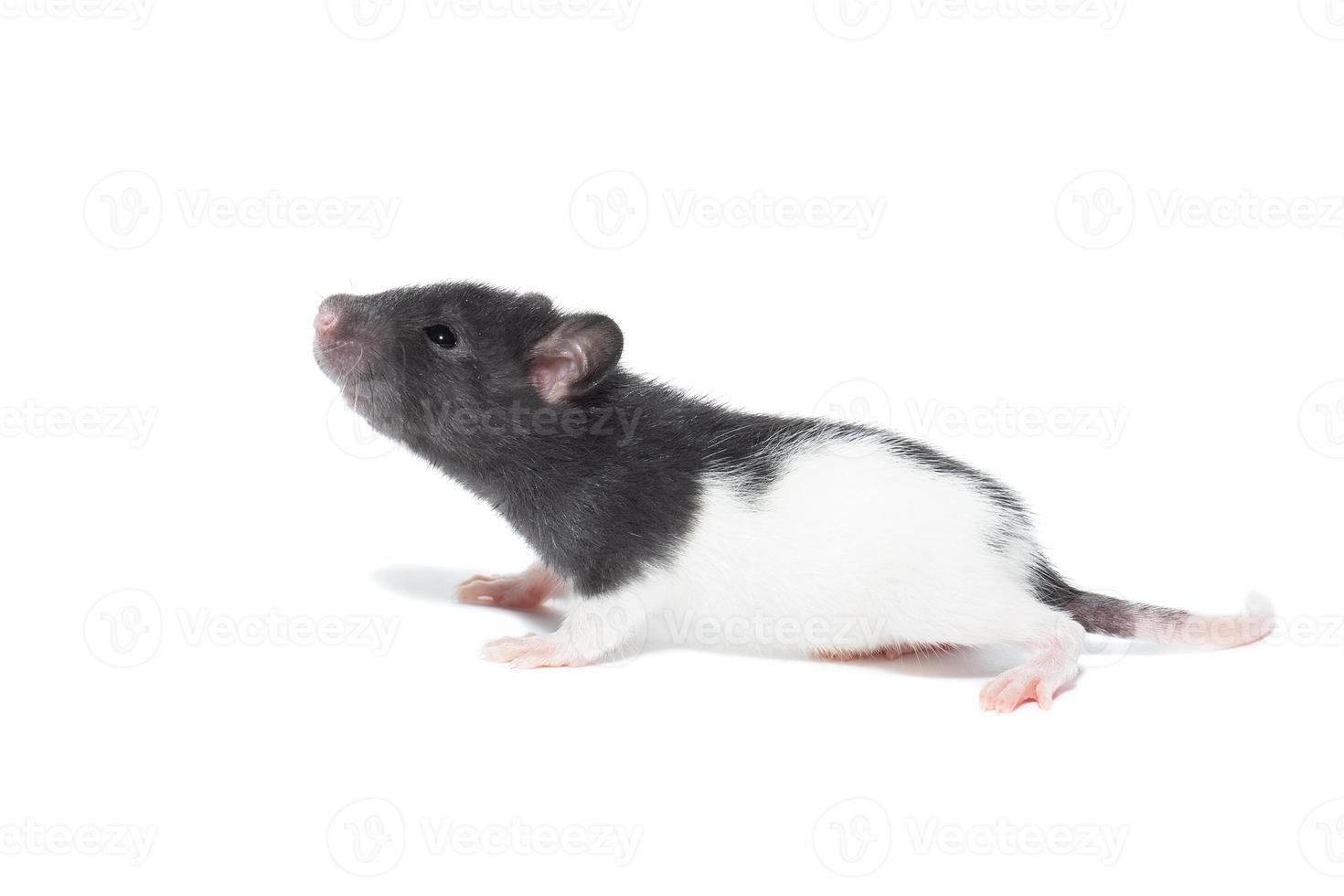 rat on white background photo