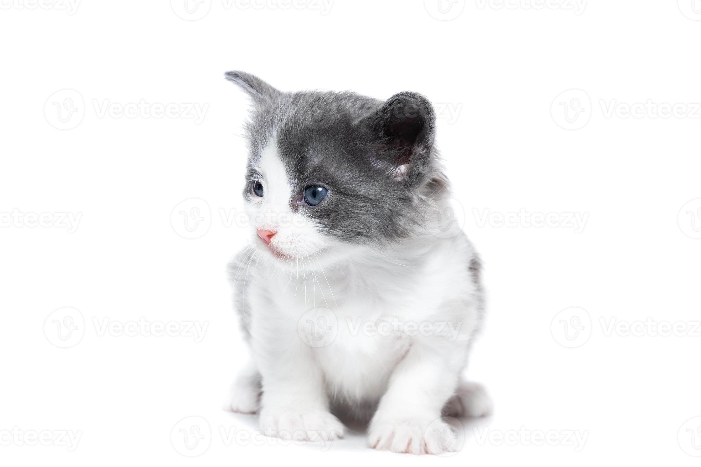 kitten on a white background 13465206 Stock Photo at Vecteezy