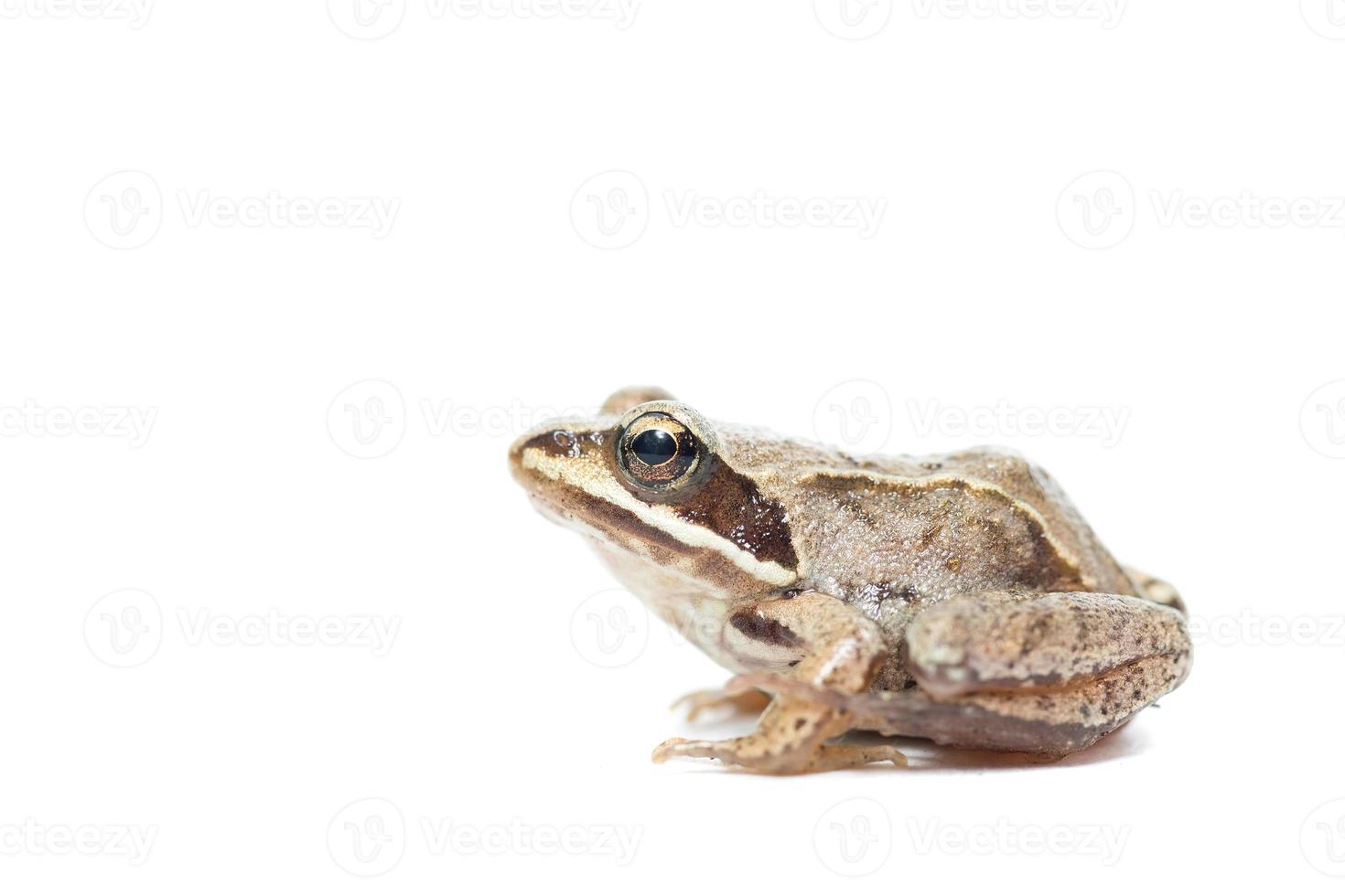 toad on a white background photo