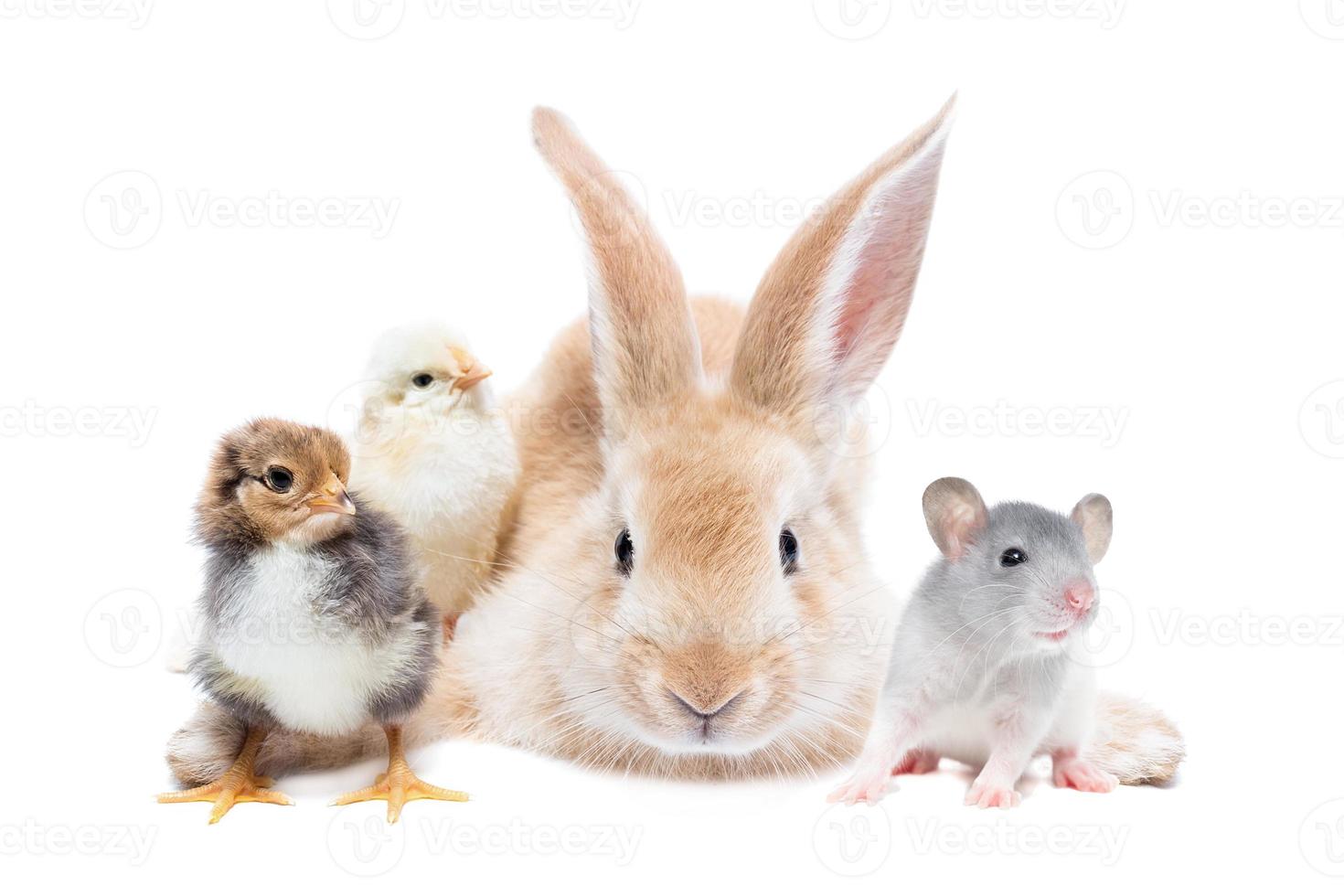 animals on isolated white background photo