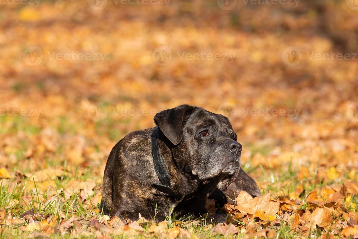 dog cane Corso photo