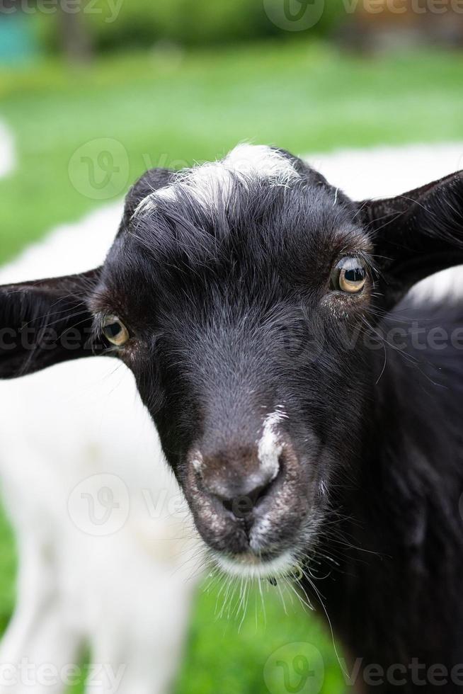goat on grass photo
