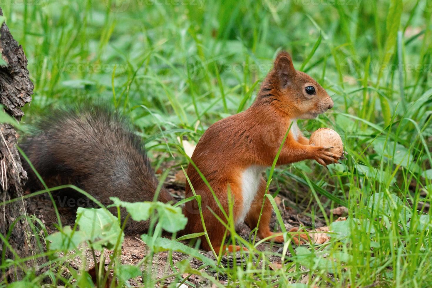 A squirrel with a nut photo