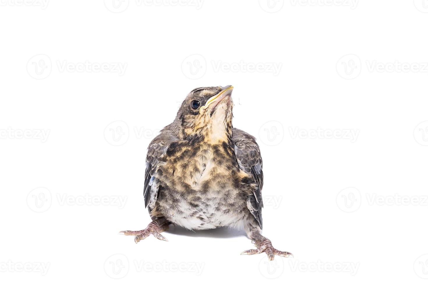 song thrush white background photo