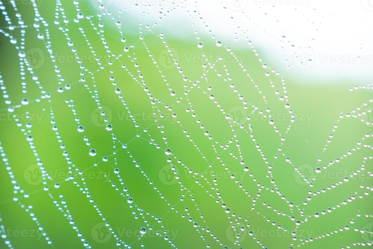 Background web close-up. photo