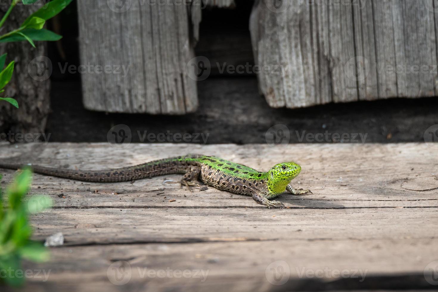 lagarto en la hierba foto