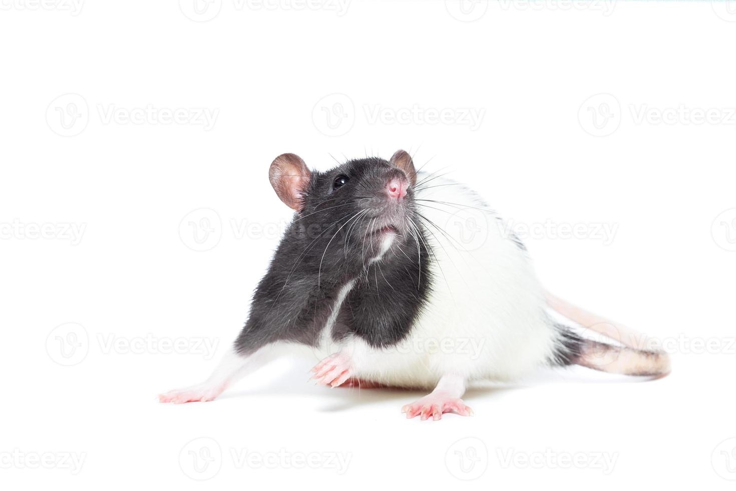 rat on white background photo