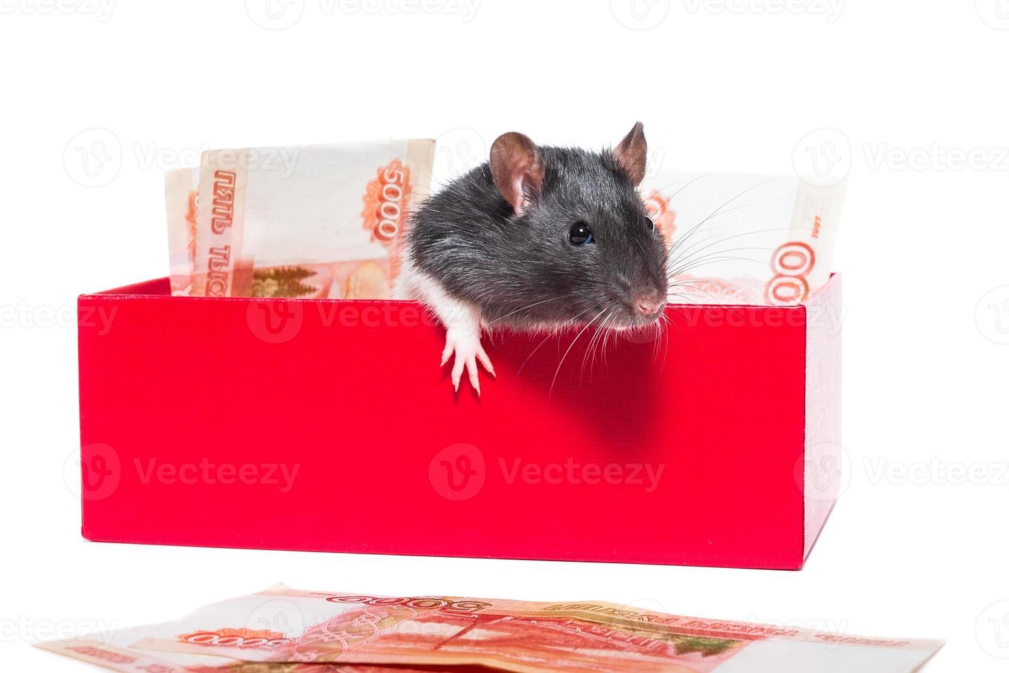 Rat with money photo