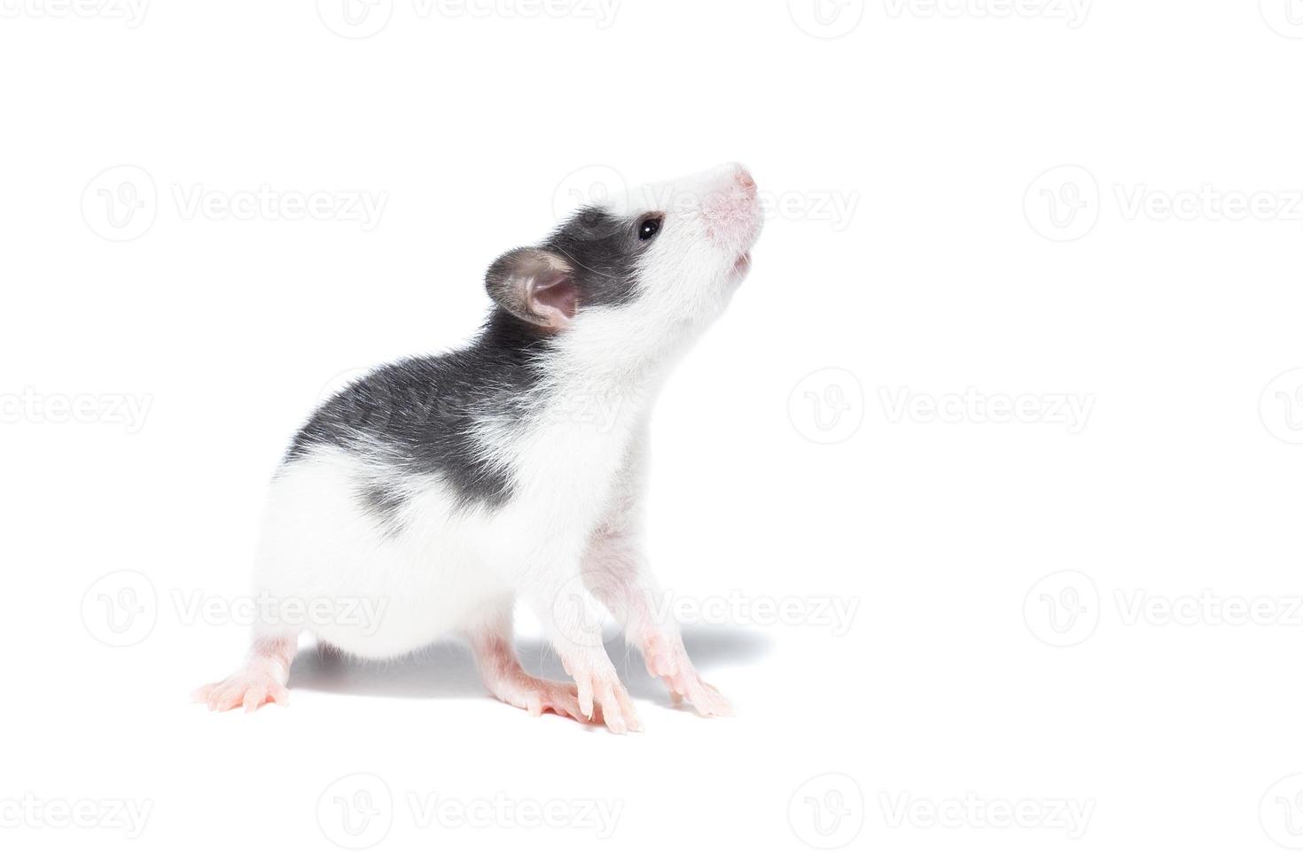 rat on white background photo