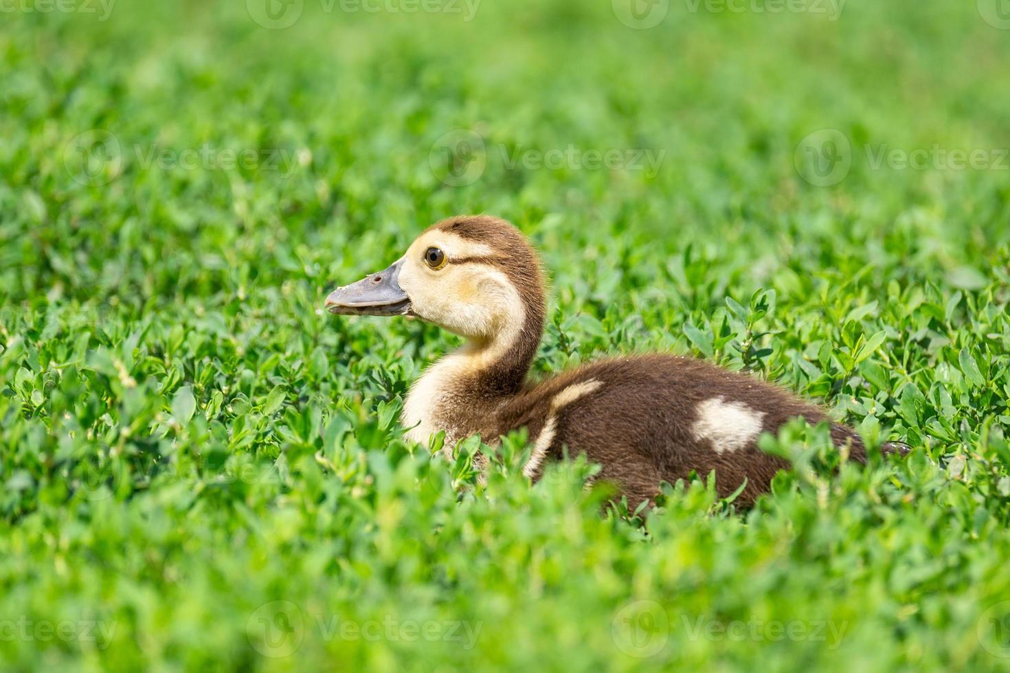 duckling on the grass photo