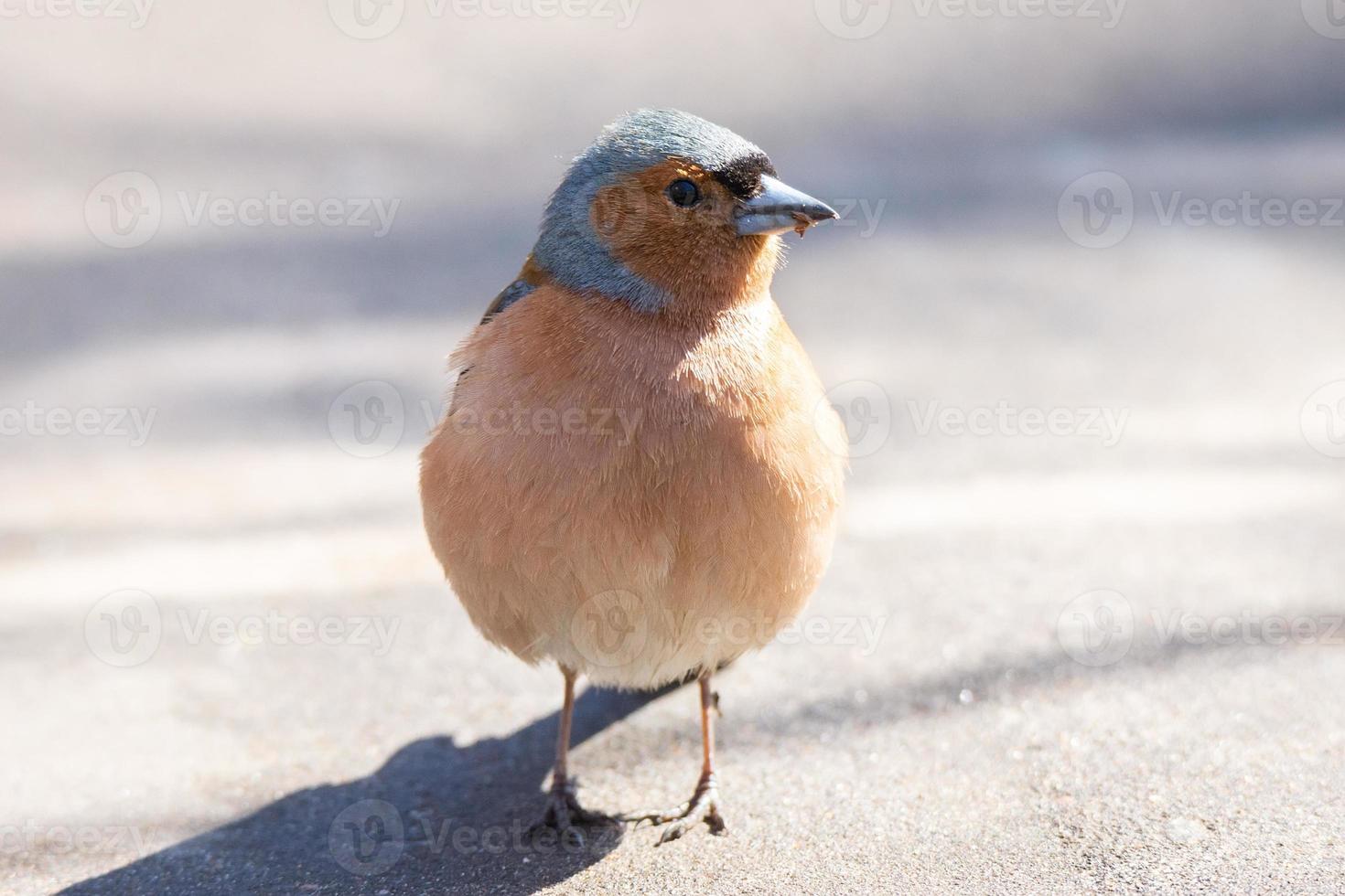 Chaffinch on a branch photo