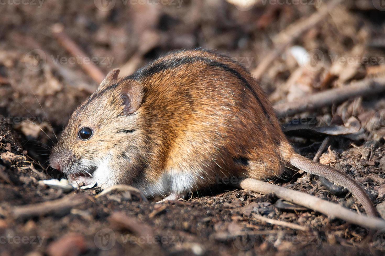 The striped field mouse photo