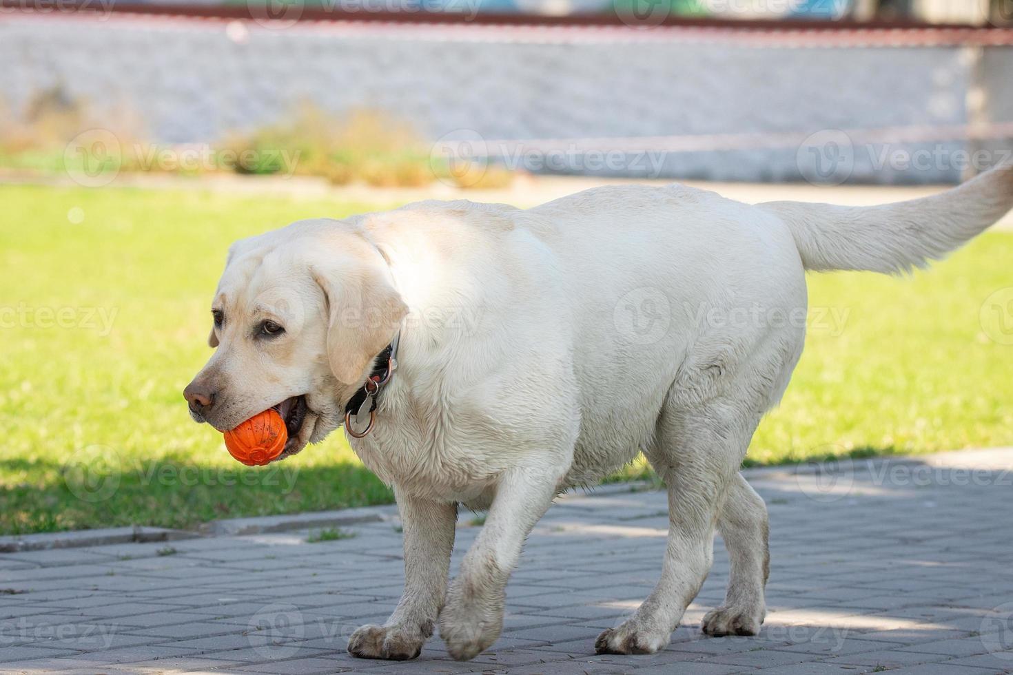 labrador retriever dog with ball photo