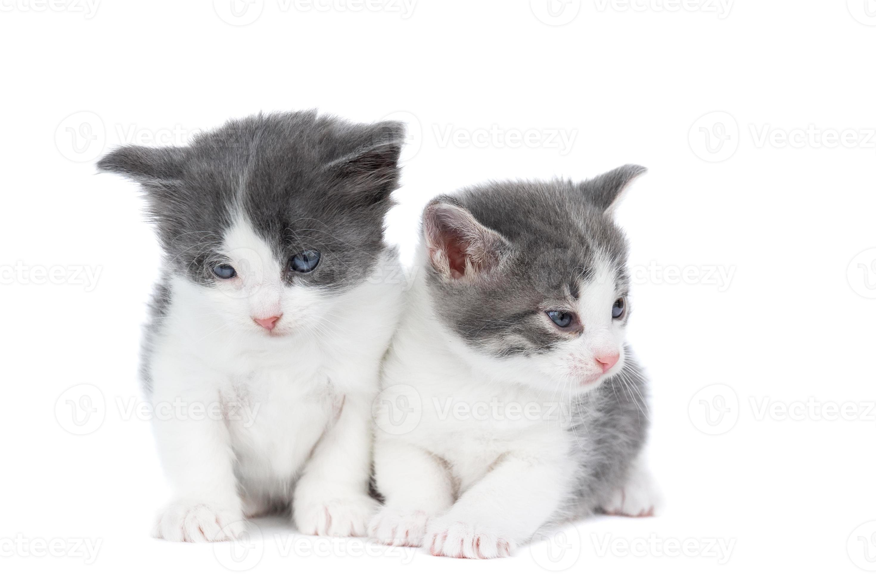 kitten on a white background 13465401 Stock Photo at Vecteezy