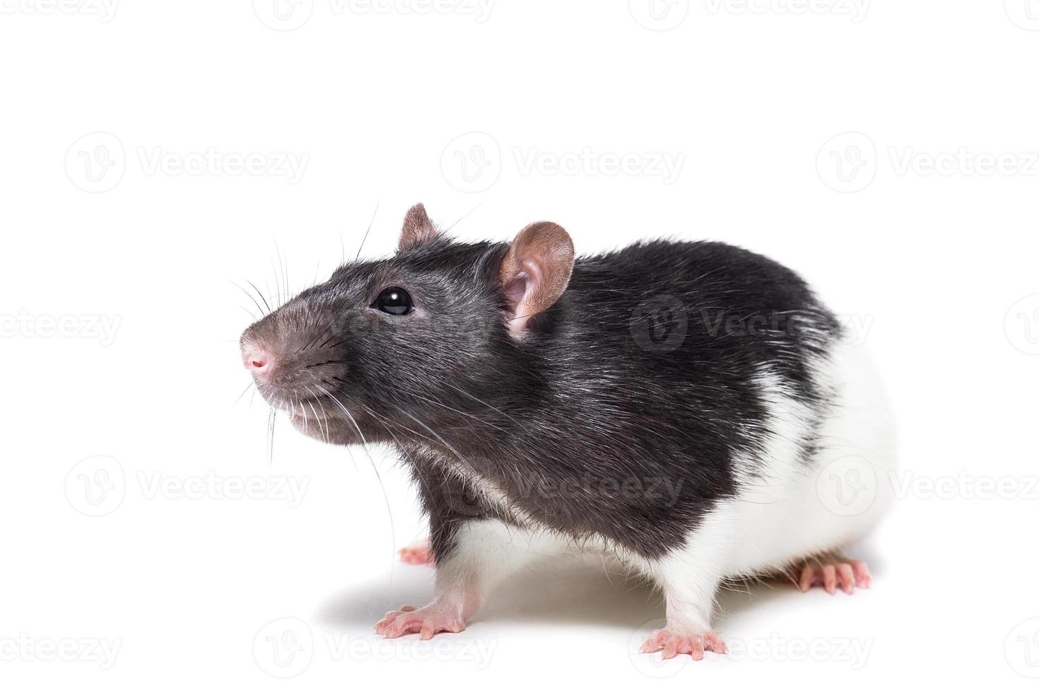 rata aislado sobre fondo blanco foto