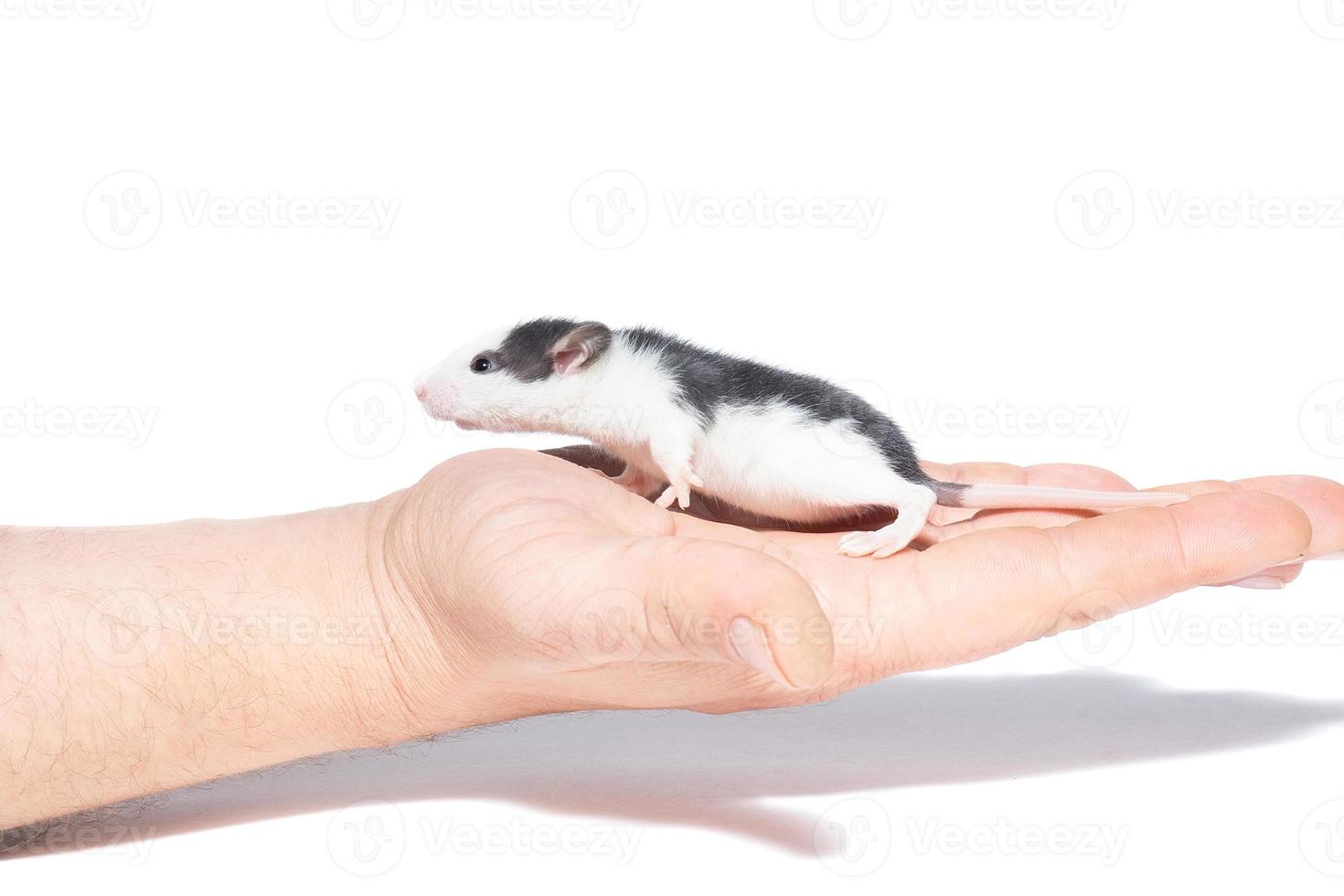 rat on white background photo