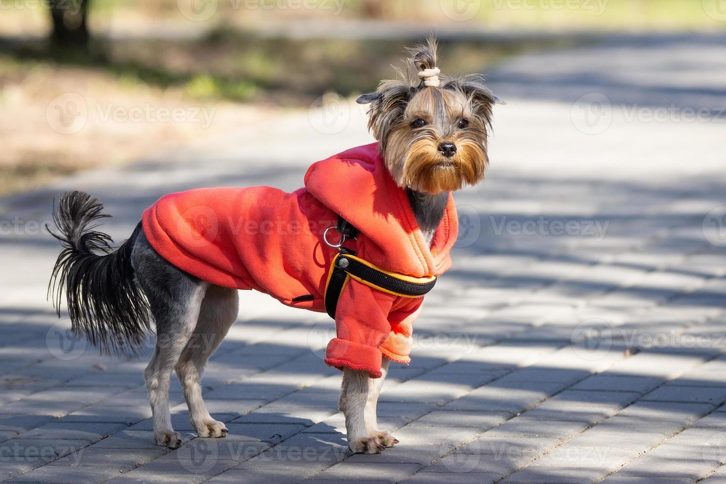 Yorkshire terrier in the park photo