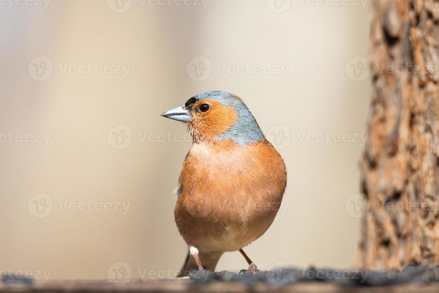 Chaffinch on a branch photo