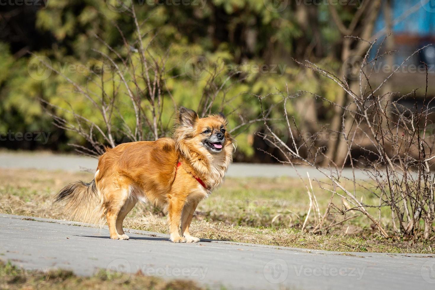 chihuahua dog in the Park photo