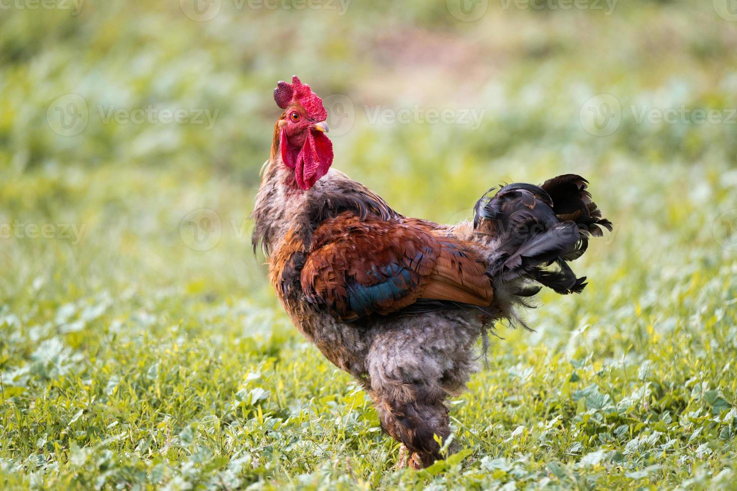 cock on the grass. photo